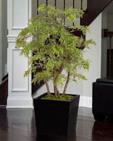 Dwarf Japanese Maple- Green